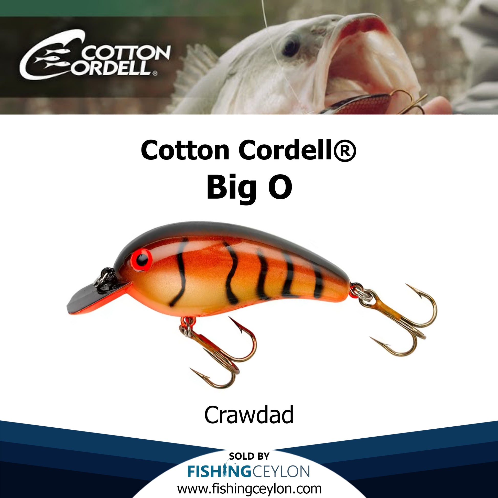 Cotton Cordell Big O Fishing Lure
